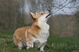 CORGI PEMBROKE 1172